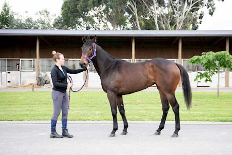 Platinum Touch … filly with a future. PHOTO: Royden Williams.