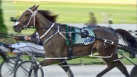 Hilary Barry strides out during Friday night’s race at Alexandra Park.