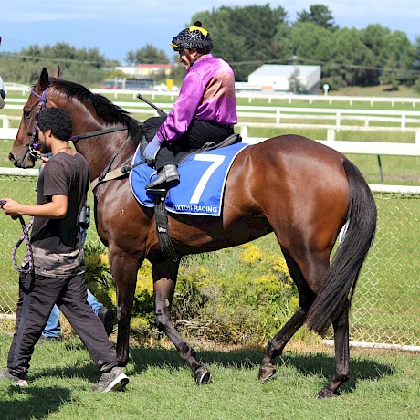 Authentic Charm … pulled too hard on a slow pace at Wairarapa.