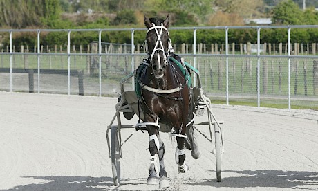 Trojan Banner has everything in his favour on Thursday night. PHOTO: Trish Dunell.