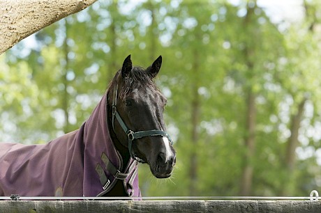 Trojan Banner, a convincing all-the-way winner at Cambridge. PHOTO: Trish Dunell.