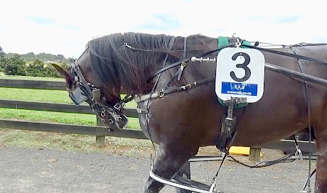 Muscular colt Line Up walks back to the stables at Pukekohe today.