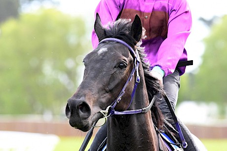 Lincoln’s Command … tongue tie goes on but the hard footing could undo him. PHOTO: Royden Williams.