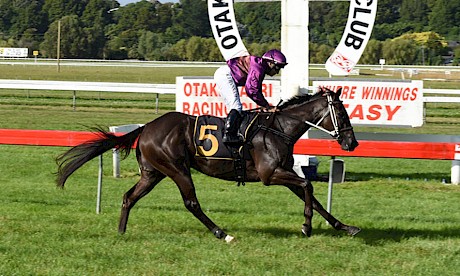 Platinum Invador shows his staying promise with a dominant win at Otaki in January. PHOTO: Peter Rubery/Race Images.