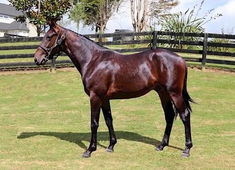 The Bettor’s Delight - Kamwood Elsie colt sold by Woodlands Stud to Lincoln Farms for $140,000