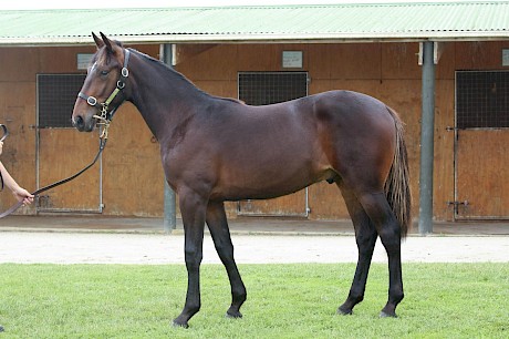 The top trotting bred colt, by Muscle Hill out of Love Ya Doosie, fetched $110,000.