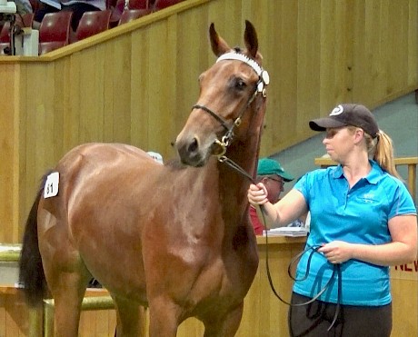 Spice It Up’s dam is a half sister to the former pin-up filly Carabella.