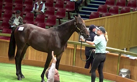 Lincoln Farms Karaka sale