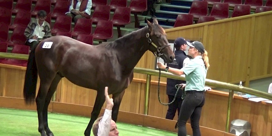 Lincoln Farms Karaka sale