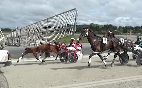 Zealand Star (4) behind the gate at Pukekohe. On Friday he switches to a stand with Tony Herlihy at the helm.