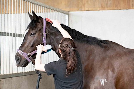 Lincoln Hanover … has grown into a big boy. PHOTO: Royden Williams.