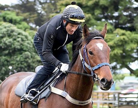 Lincoln Fury … ran the fastest last 600 metres at Wanganui last time. PHOTO: Royden Williams.