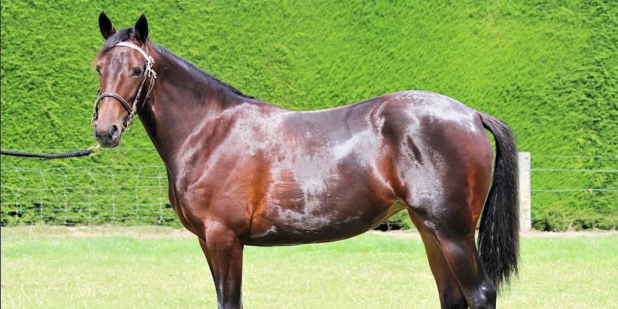 Sometimes good things come in little and cheap packages … lot 334 cost only $22,000 and is closely related to champion I’m Themightyquinn.