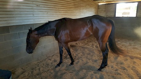 Lincoln’s Girl pictured in her safe surroundings at Marburg today.