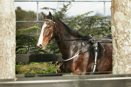 Joey Lincoln did everything right in his first workout and first look at the mobile gate. PHOTO: Trish Dunell.