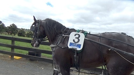 A snotty nose didn’t stop classy Line Up from winning first-up.