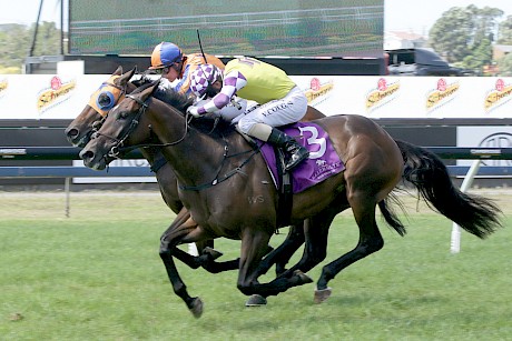 Surely Sacred, outer, downs In A Twinkling in the Avondale Guineas. He is one of only three horses in the derby field who have won at 2000 metres or further. PHOTO: Trish Dunell.