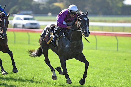 Platinum Invador powers clear to win at Otaki last week under derby rider Chris Johnson. PHOTO: Peter Rubery/Race Images