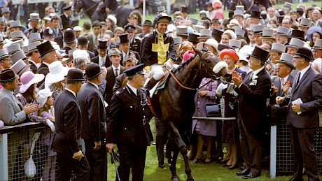 Geoff Lewis brings Mill Reef back to scale after winning the 1971 English Derby.