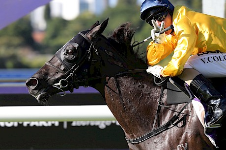 Silent Achiever was so weak, trainer Roger James had to nurse her to the start of the 2012 New Zealand Derby. PHOTO: Trish Dunell.