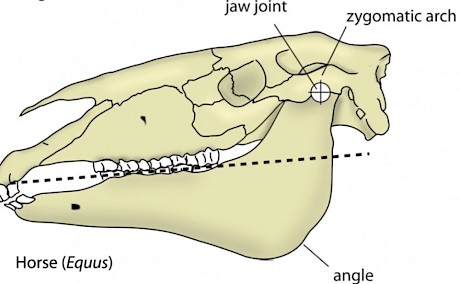 The zygomatic arch, one of the most exposed areas of the head, just above the eye, is prone to injury.