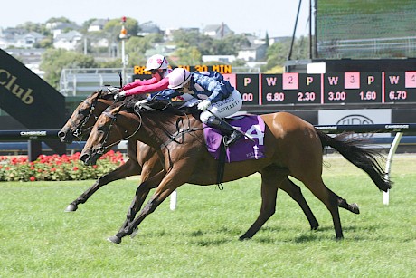 Glory Days, outer, nabs Blue Breeze near the post in the Avondale Cup at Ellerslie. She has eased slightly in the betting after drawing wide. PHOTO: Trish Dunell.