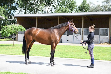 Platinum Road has a bit of class about him. PHOTO: Royden Williams.