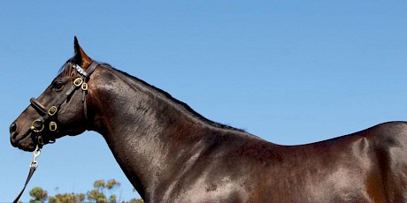 Kuroshio … had blistering early two-year-old speed.