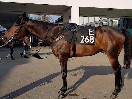 O’Reilly’s Dancer steps up to his much needed 2000 metres but trainer Shane Baertschiger says he’ll be doing well to finish in the top five.