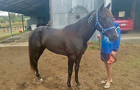 Trojan Banner looking sharp at his Marburg stable in Queensland this week.