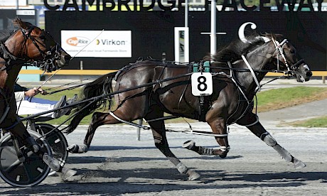 Zealand Star pictured winning at Cambridge. PHOTO: FokusPhotography.