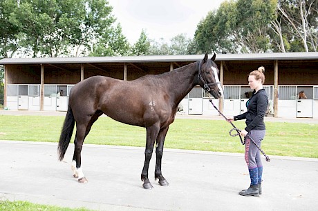 Lincoln Hanover … set to run well again on Sunday despite a bad draw. PHOTO: Royden Williams.