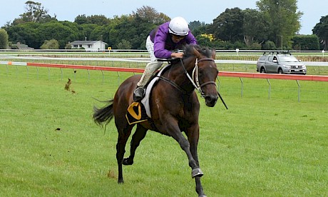 Platinum Rapper (Chris Johnson) out on their own at the finish in slow conditions at Otaki. PHOTO: Peter Rubery/Race Images