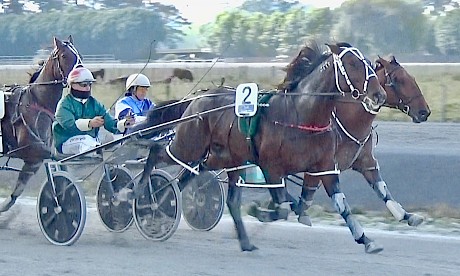Sir Tiger (Zachary Butcher) is under no pressure to beat Pekeson at Pukekohe today.