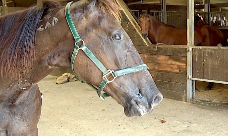 Recco Lover will be saying goodbye to his mates at Lincoln Farms tomorrow.