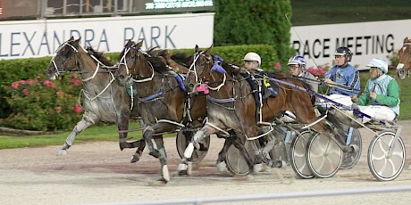 Recco Lover has really stepped up this season. He’s pictured here challenging up the passing lane at Auckland, right up with Jack’s Legend, On The Cards and Star Galleria in the City Of Auckland Free-for-all.