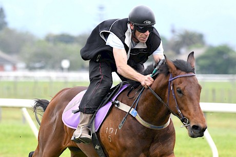 Bruce Herd, pictured educating one of Lincoln Farms’ young gallopers, will be in Sydney to meet Platinum Invador. PHOTO: Royden Williams.