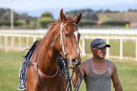 Lincoln Green … smart stayer in the making who is ready to debut next month. PHOTO: Royden Williams.