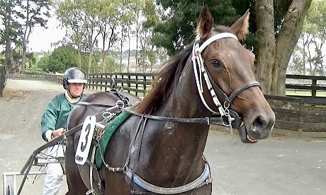 Craig Sharpe brings Hilary Barry back to the stable after her win at Pukekohe today.
