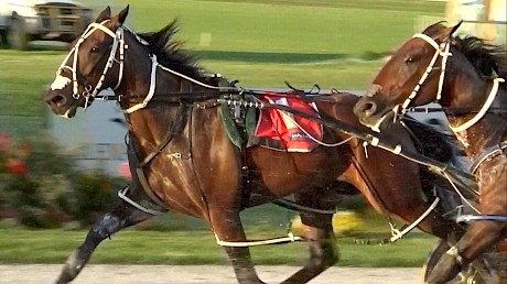 Just Wing It … training well but badly placed on the gate on Friday night.