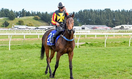Lincoln King … can bely his last start duck egg with a win at Rotorua on Friday. PHOTO: Royden Williams.