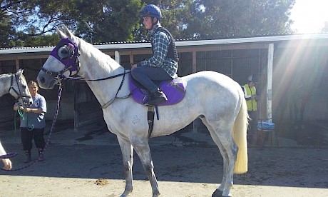 Standing out from the crowd at today’s Levin jumpouts was Lincoln Farms’ Reliable Man four-year-old Dependable.