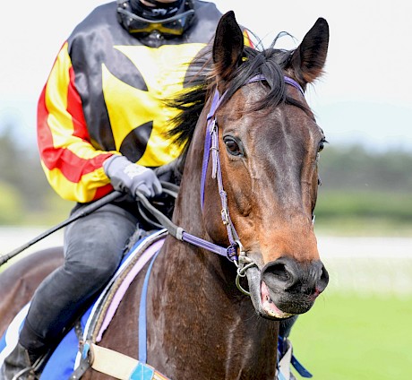 Bad boy Almo Street’s been in the wars and he finally makes it back to the races on Anzac Day. PHOTO: Royden Williams.