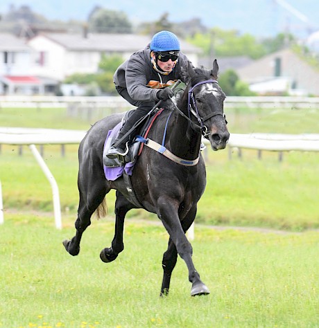 Lincoln Lane … budding stayer who will be ridden more patiently on Thursday.