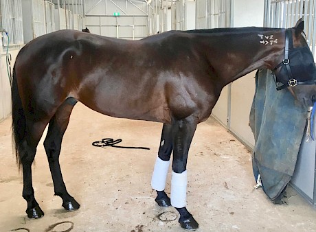 Make Way looking magnificent this week at the Menangle stable of Sonya Smith and Anthony Butt.