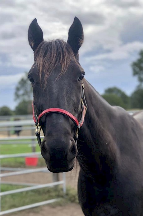 Northview Hustler has been very strong in his work since arriving in Brisbane.