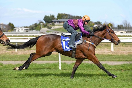 Master Lincoln … suited by the step-up to 2200 metres on Saturday.