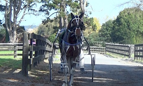 Copy That was on his best behaviour at Pukekohe on Saturday, scoring with ease.