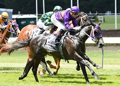 Platinum Volos, pictured winning the Wellington Guineas Trial, behaved himself well in the gates yesterday. PHOTO: Peter Rubery/Race Images.