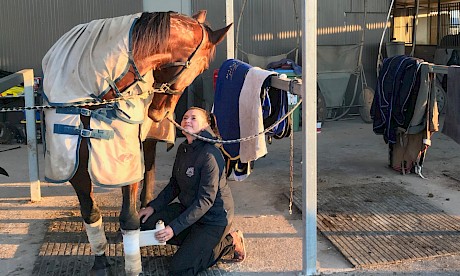 The connection between Goldie and trainer Sonya Smith is obvious at her Menangle stable this afternoon. PHOTO: Anthony Butt.